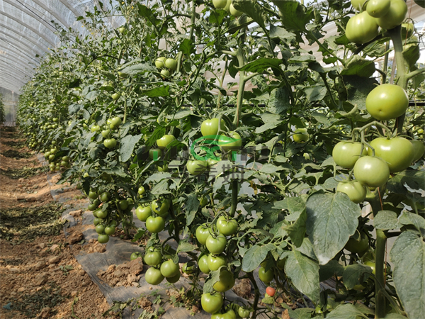 番茄施肥-马希姆菌酶水溶肥