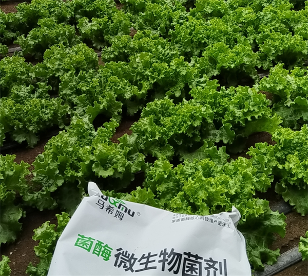 蔬菜施肥-马希姆微生物菌剂