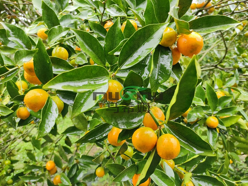 菌酶腐植酸-马希姆柑橘效果