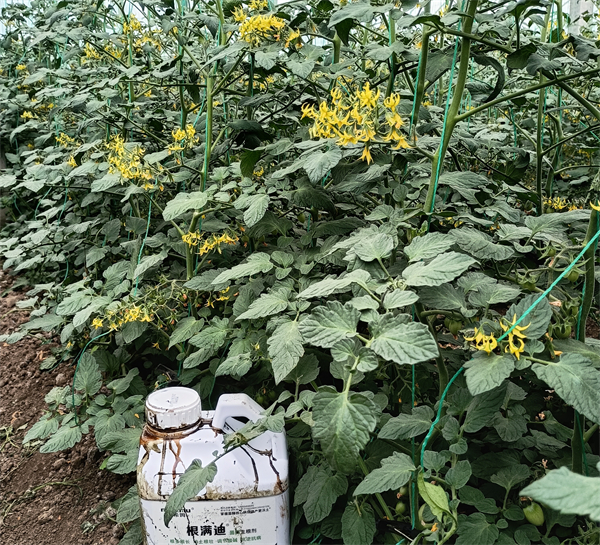 圣女果施肥-马希姆根满迪生根剂