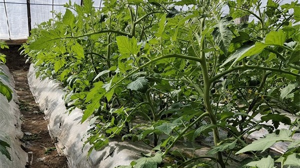 土壤板结严重，微生物菌剂帮助改良