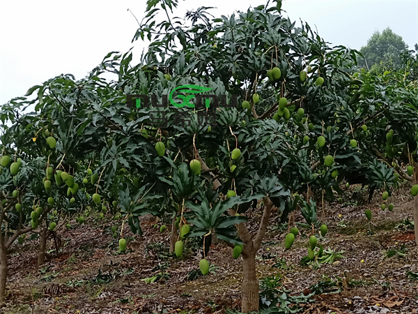 芒果种植-马希姆大量元素水溶肥