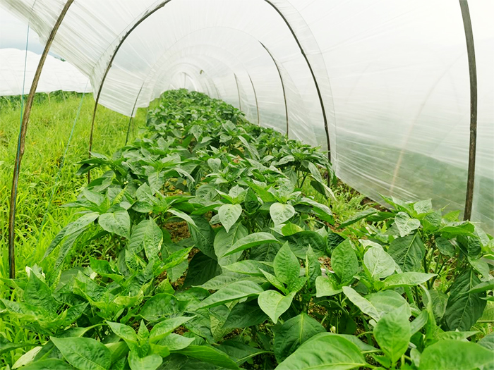 辣椒种植用什么肥料比较好？看看安徽亳州张哥怎么说